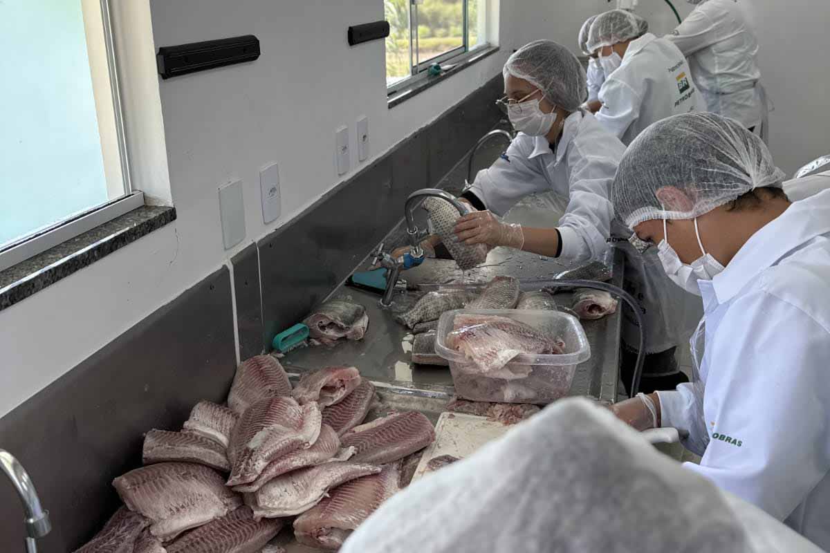 Quase uma tonelada de tilápia: colégio agrícola de São Mateus do Sul é pioneiro na piscicicultura