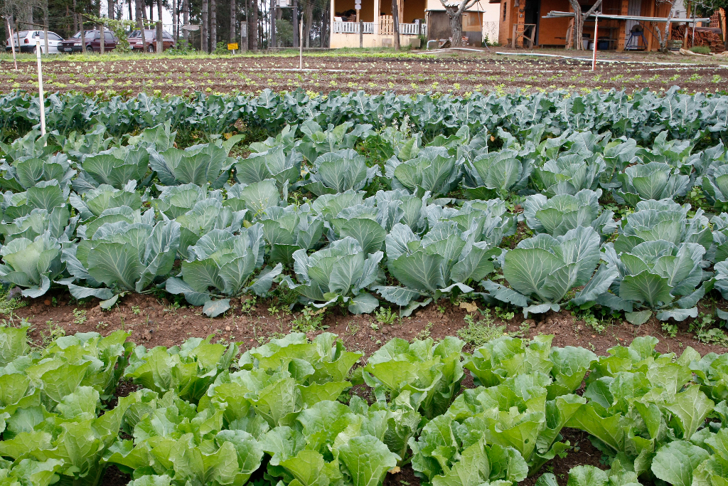 Colégio Florestal exporta técnicos para todo o país O Centro Estadual Florestal de Educação Profissional (Cefep) Presidente Costa e Silva, na cidade de Irati, no Centro-Sul, é o único colégio público do Paraná que oferece o curso técnico em Florestas. A escola completou 40 anos em 2013 e é referência no Brasil na formação de técnicos para trabalhar com florestas. 18-08-14.