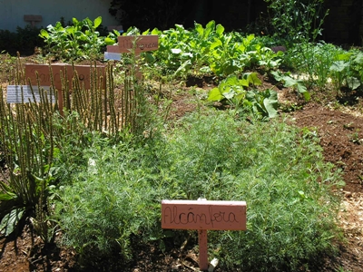 Os alunos do Colégio Estadual Jardim Gisele, em Toledo, estão descobrindo os benefícios que as plantas medicinais podem oferecer à saúde.