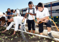 Colombo - 19-04-13 - Colégio Estadual Helena Kolody em Colombo, horta onde os alunos plantam e praticam matemática.  