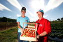 Pequeno agricultor, produção de alimentos para escolas, na foto produção de morangos, na foto Sirlene Valeria Margins Campos e o filho Hugo Margins Campos. 18-09-13.  