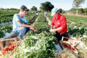 Pequeno agricultor, produção de alimentos para escolas, na foto produção de morangos, na foto Sirlene Valeria Margins Campos e o filho Hugo Margins Campos. 18-09-13.  