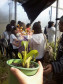 Criação de abelhas sem ferrão e produção de orquídeas são desenvolvidos por alunos do curso técnico em Meio Ambiente do Colégio Estadual Paulo Leminski.