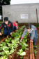 Colégio Estadual Amâncio Moro, em Corbélia, alunos na horta. 27-05-14.