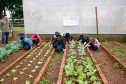 Colégio Estadual Amâncio Moro, em Corbélia, alunos na horta. 27-05-14.