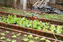 Colégio Estadual Amâncio Moro, em Corbélia, irrigação da horta com água da chuva captada. 27-05-14.