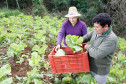 As cooperativas que firmaram contratos com o Governo do Estado já iniciam nesta semana, as a entrega dos produtos da agricultura familiar às escolas da rede pública estadual. Os itens incluem legumes, verduras e hortifrutigranjeiros. 