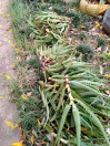 whatsapp_image_2020-09-22_at_10.44.07.jpeg