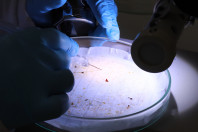 Alimentação escolar: controle rigoroso garante cardápios nutritivos e saudáveis no Paraná