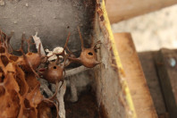 Abelhas sem ferrão transformam escolas do Paraná em laboratórios ambientais