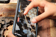 Abelhas sem ferrão transformam escolas do Paraná em laboratórios ambientais