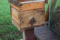 Abelhas sem ferrão transformam escolas do Paraná em laboratórios ambientais