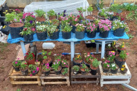 Hortas nutrem novos saberes e escolhas saudáveis nas escolas estaduais do Paraná