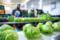 Fundepar abre chamada pública para compras da agricultura familiar - Curitiba, 08/12/2021