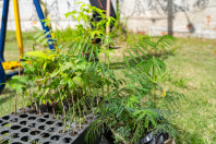 Alunos plantam cinturão verde e avançam na recuperação de rio em São José dos Pinhais