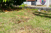 Alunos plantam cinturão verde e avançam na recuperação de rio em São José dos Pinhais