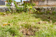 Alunos plantam cinturão verde e avançam na recuperação de rio em São José dos Pinhais