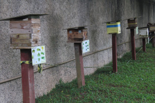 Abelhas sem ferrão transformam escolas do Paraná em laboratórios ambientais
