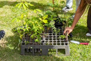 Alunos plantam cinturão verde e avançam na recuperação de rio em São José dos Pinhais