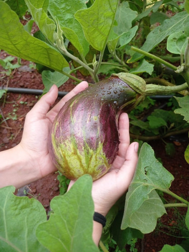 Aplicação dos extratos vegetais na pré-colheita e do biofilme no pós-colheita