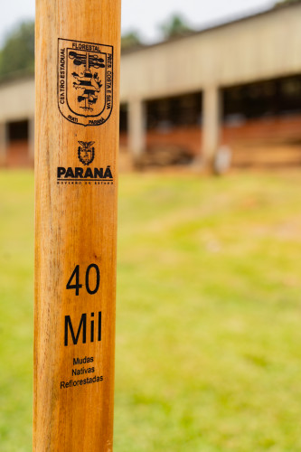 Em Irati, Educação lança projeto para o plantio de 40 mil mudas de árvores nativas