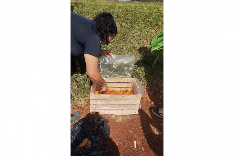 Alunos de colégio estadual em Arapoti transformam lixo orgânico em adubo para horta