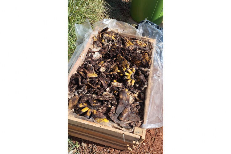 Alunos de colégio estadual em Arapoti transformam lixo orgânico em adubo para horta