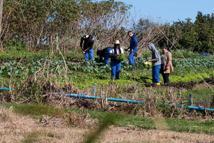 Cooperativa-escola: novo modelo de ensino agrícola transforma educação do Paraná