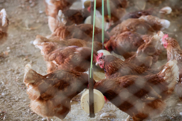 Cooperativa-escola: novo modelo de ensino agrícola transforma educação do Paraná