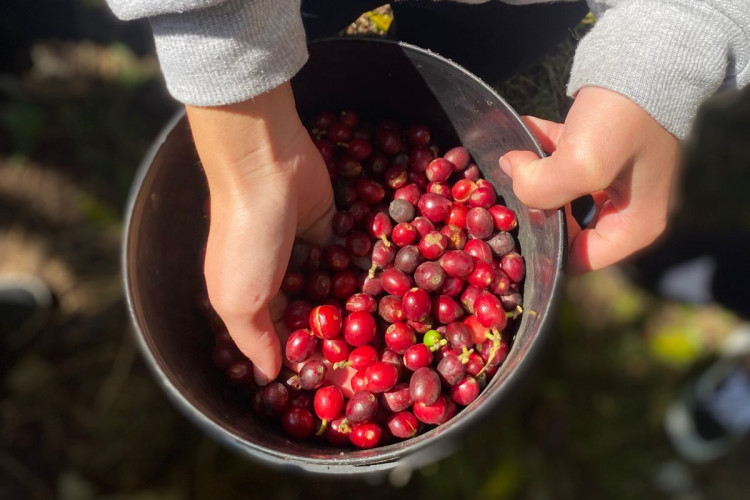 50 anos da geada negra inspira aulas e projetos históricos na rede estadual do Paraná