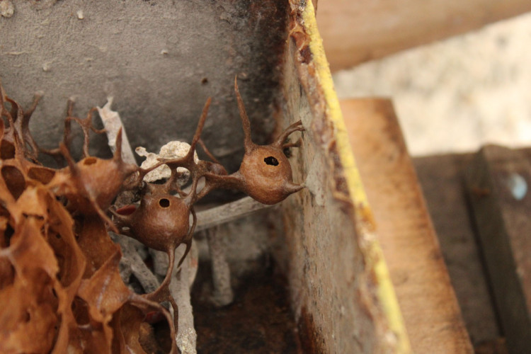Abelhas sem ferrão transformam escolas do Paraná em laboratórios ambientais