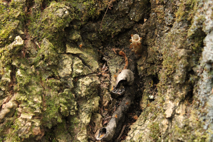 Abelhas sem ferrão transformam escolas do Paraná em laboratórios ambientais