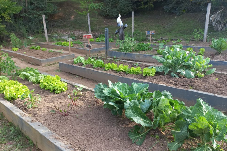 Hortas nutrem novos saberes e escolhas saudáveis nas escolas estaduais do Paraná