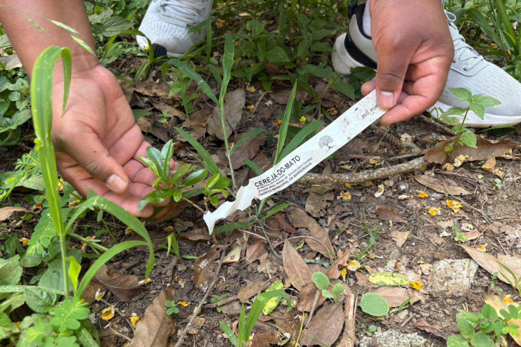 Alunos criam “Canteiro de Africanidades” para aprender sobre cultura afro-brasileira