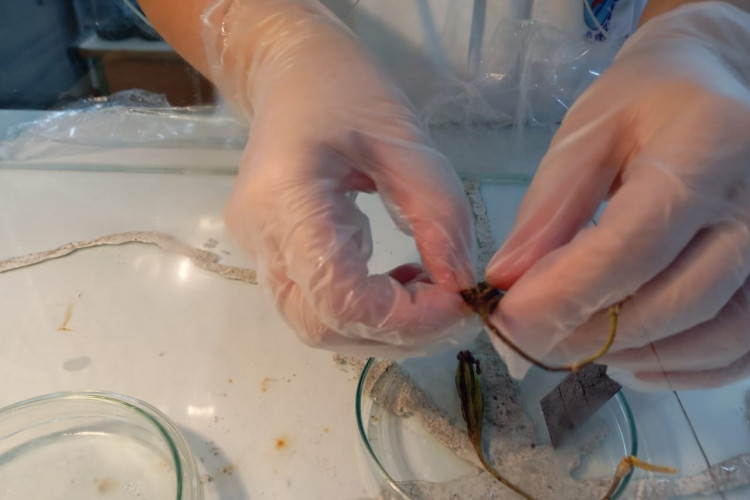 Ciência e pesquisa: projetos da rede estadual do Paraná são destaques na Febrace 2025