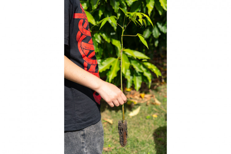 Alunos plantam cinturão verde e avançam na recuperação de rio em São José dos Pinhais