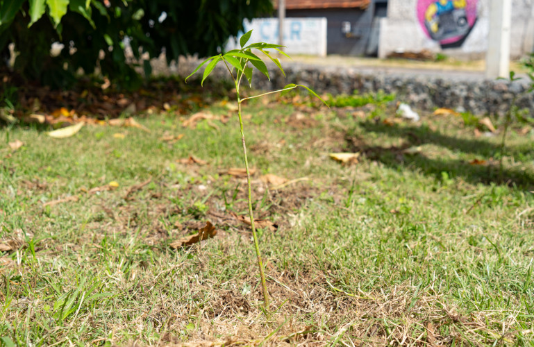 Alunos plantam cinturão verde e avançam na recuperação de rio em São José dos Pinhais