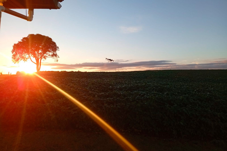 Colégio agrícola do Paraná investiga aliança produtiva entre apicultura e plantação de soja