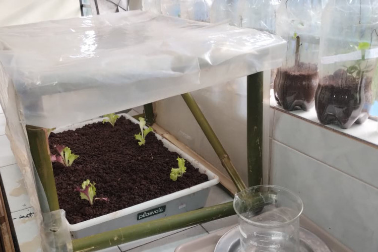 Estudante cria estufa inteligente e planeja ampliar projeto para agricultura familiar