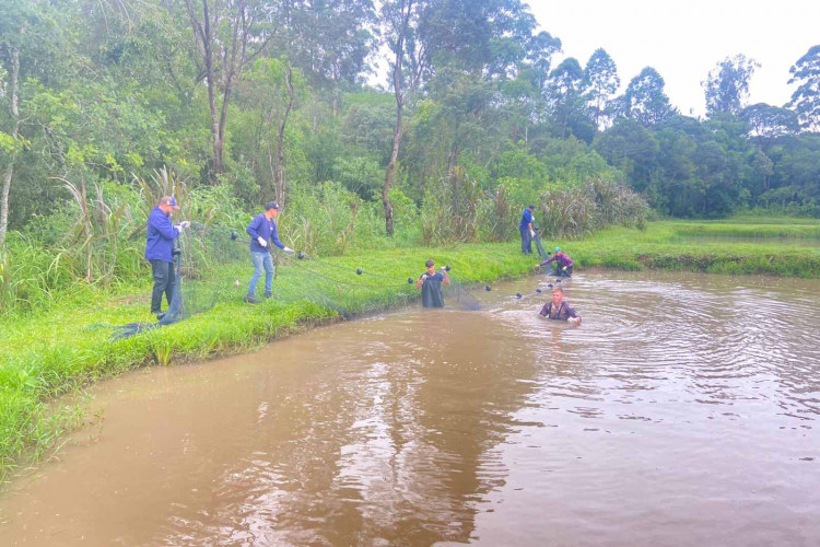 Quase uma tonelada de tilápia: colégio agrícola de São Mateus do Sul é pioneiro na piscicicultura