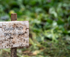No Colégio Agrícola de Foz do Iguaçu, os estudantes cultivam uma horta de meio hectare com alface, rúcula, espinafre, brócolis, cenoura, beterraba, além de ervas aromática