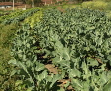 Ao longo do ano serão desenvolvidas atividades que despertem nos alunos das escolas agrícolas valores sociais e de relações interpessoais melhorando ambiente em que é ofertado educação em regime de internato.