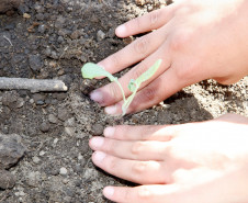 Colombo - 19-04-13 - Colégio Estadual Helena Kolody em Colombo, horta onde os alunos plantam e praticam matemática. 