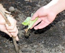 Colombo - 19-04-13 - Colégio Estadual Helena Kolody em Colombo, horta onde os alunos plantam e praticam matemática.  