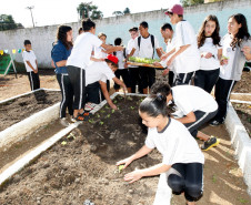 Colombo - 19-04-13 - Colégio Estadual Helena Kolody em Colombo, horta onde os alunos plantam e praticam matemática. 