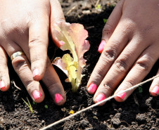 04-06-13 - Pinhais, Centro Estadual de Educação Profissional Newton Freire Maia, alunos tem aula prática de plantio. 