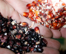 04-06-13 - Pinhais, Centro Estadual de Educação Profissional Newton Freire Maia, alunos tem aula prática de plantio.  