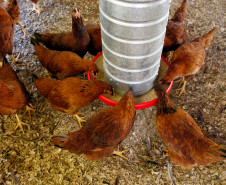 04-06-13 - Pinhais, Centro Estadual de Educação Profissional Newton Freire Maia, granja.