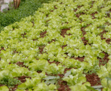 Pato Branco, Agricultura Familiar, na foto produção de alimentos da familia de Vilson de Melo e Sandra Giacomani de Melo. 27-08-13. 