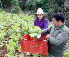 Pato Branco, Agricultura Familiar, na foto produção de alimentos da familia de Vilson de Melo e Sandra Giacomani de Melo. 27-08-13. 